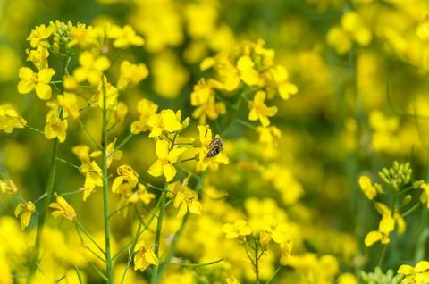Rapeseed Field and Flying Bee in Background. Beautiful Blooming Scene. Yell.. Stock Photos