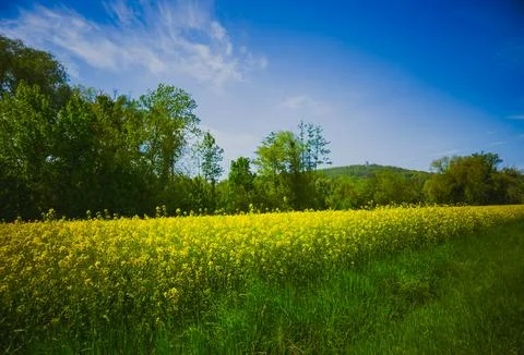 Rapeseed field and forest under blue spring sky 스톡 사진