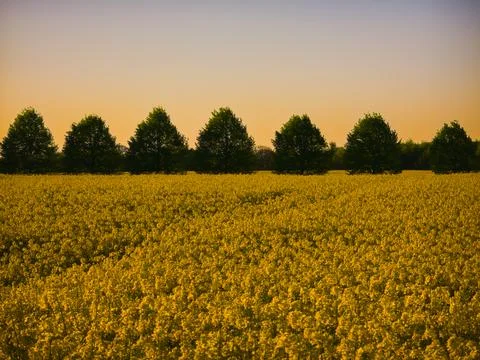 Rapeseed field and trees during spring sunset in Germany Stock Photos