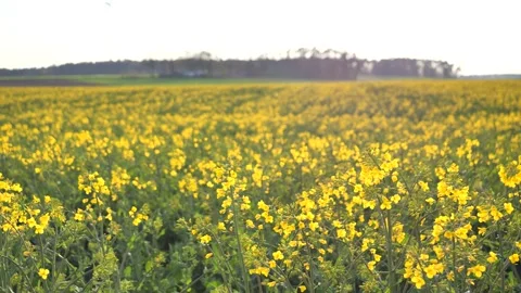 Rapeseed field and wind turbines near forest (Brassica napus)	 Stock Footage 329646672