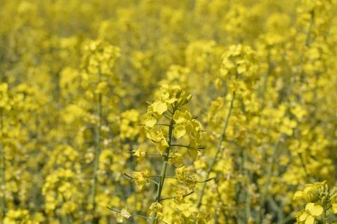 Rapeseed field. Background of rape blossoms. Flowering rape on the field. Stock Photos