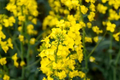 Rapeseed field. Background of rape blossoms. Flowering rape on the field. Foto stock