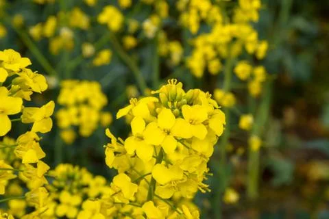 Rapeseed field. Background of rape blossoms. Flowering rape on the field. Foto stock