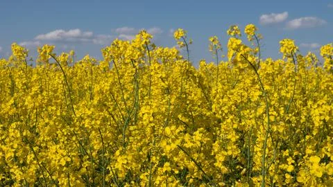 Rapeseed field background Sunny Fields And Eco Messages. Golden Rapeseed Scene Stock Photos