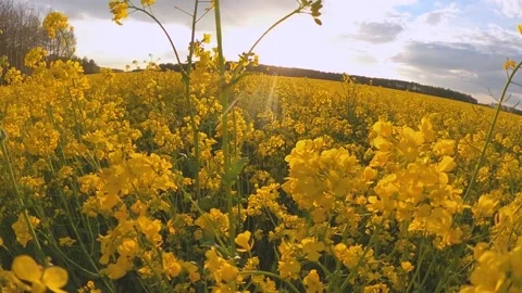 Rapeseed field on the background of sunset Stock Footage 202102674