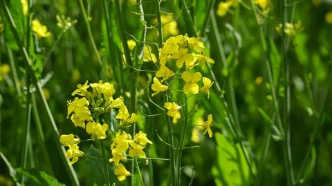 Rapeseed field. Background texture: yellow rapeseed field and blue sky. Ban.. Stock Photos