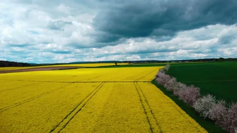 Rapeseed field in bad weather before a thunderstorm Stock Footage 154372998