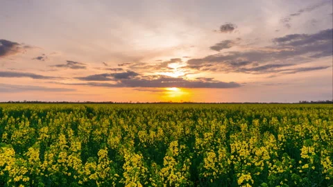 Rapeseed field at a beautiful sunset. Timelapse Stock Footage 274547863