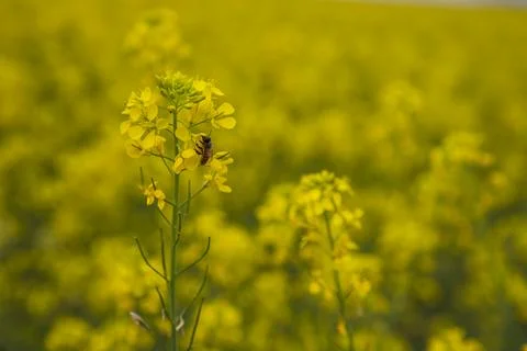 Rapeseed field with bee, close-up, selective focus Stock Photos