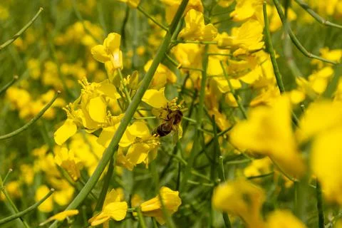 Rapeseed field, a bee pollinates yellow rapeseed flowers Stock Photos