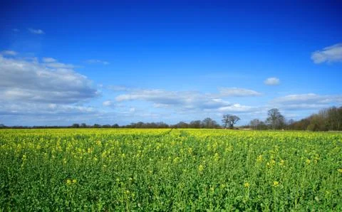 Rapeseed field beginning to flower Stock Photos