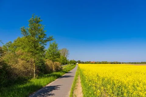 Rapeseed field in bloom, bicycle path and trees in Parkentin near Rostock, .. Stock Photos