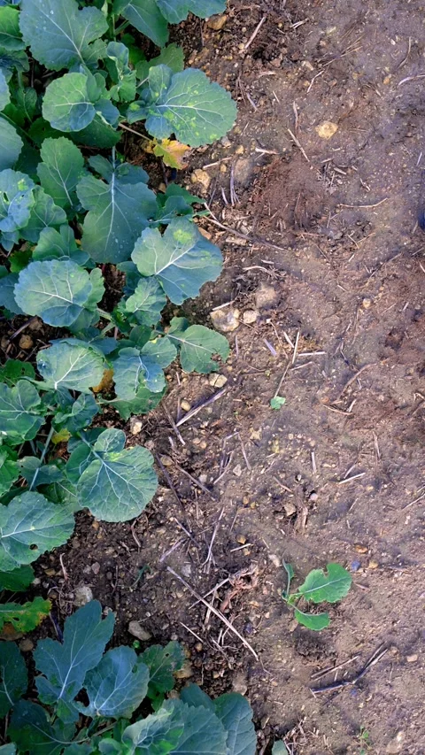 Rapeseed Field in Bloom — Crop Lines Stock Footage 320304563