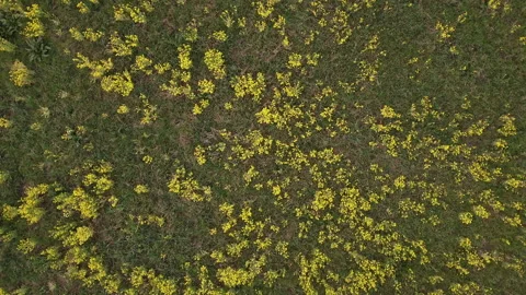 Rapeseed field in bloom Video stock 151887741