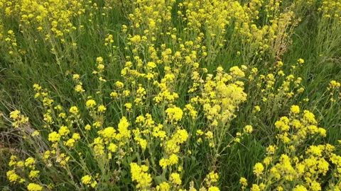 Rapeseed field in bloom Stock Footage 151931741
