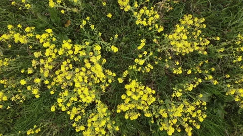 Rapeseed field in bloom Stock Footage 151932046