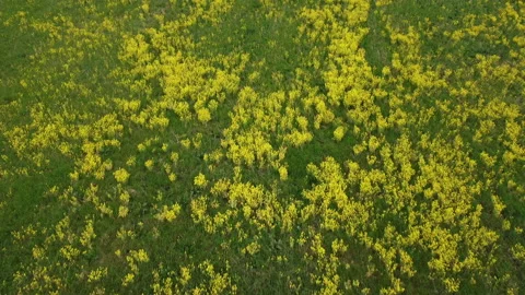 Rapeseed field in bloom Stock-Footage 151933058