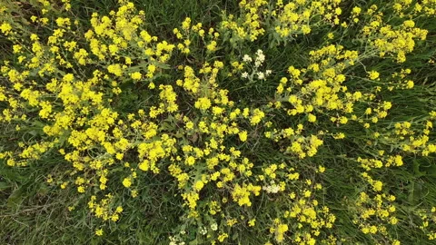 Rapeseed field in bloom Stock-Footage 151933136