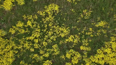 Rapeseed field in bloom Stock-Footage 151953394