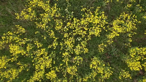 Rapeseed field in bloom Stock Footage 151955578