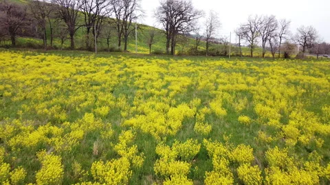 Rapeseed field in bloom Stock Footage 151957728