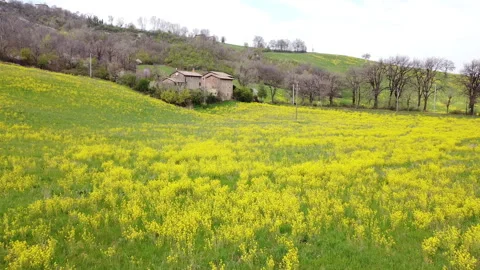 Rapeseed field in bloom Stock-Footage 151998087