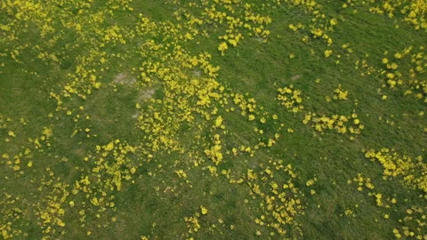 Rapeseed field in bloom Stock Footage 151999802
