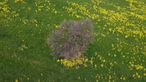 Rapeseed field in bloom Stock-Footage 152002637