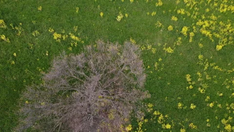 Rapeseed field in bloom Stock Footage 152003126