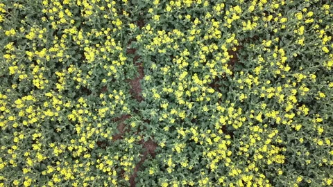 Rapeseed field in bloom Video stock 152081197