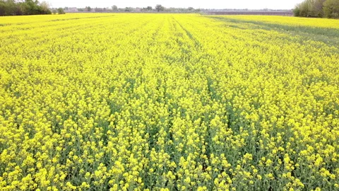 Rapeseed field in bloom Vídeo Stock 152081263