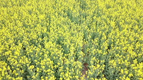 Rapeseed field in bloom Stock Footage 152081507