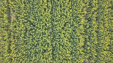 Rapeseed field in bloom Stock-Footage 152081563