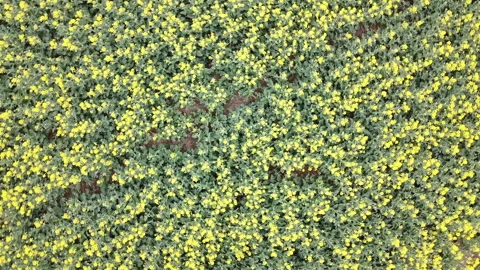 Rapeseed field in bloom Vídeos de archivo 152081973