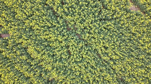 Rapeseed field in bloom Stock-Footage 152082089