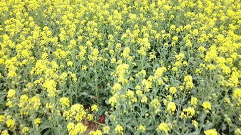 Rapeseed field in bloom Vídeos de archivo 152082525