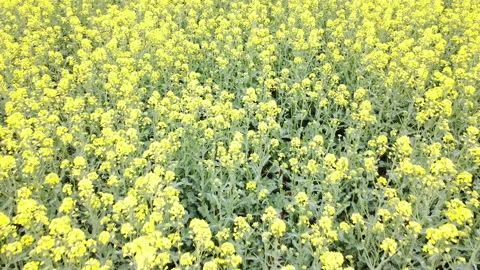 Rapeseed field in bloom Stock Footage 152082728