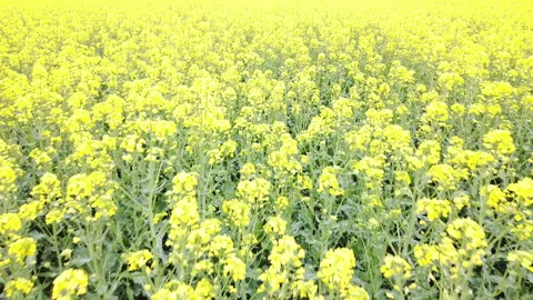 Rapeseed field in bloom Vídeo Stock 152082887