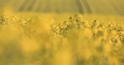 Rapeseed field in bloom Stock Footage 188856705