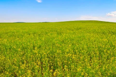 Rapeseed field in bloom Stock Photos
