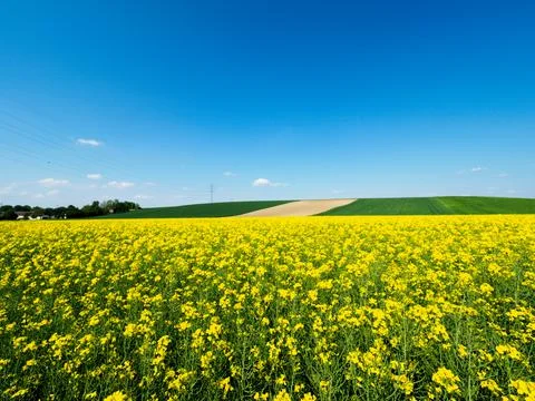 Rapeseed field in bloom Foto stock