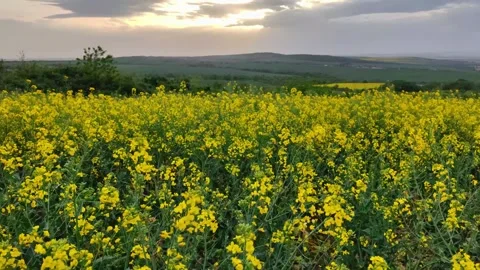 Rapeseed field, Blooming canola flowers close up. Rape on the field in summer. Video stock 284001553
