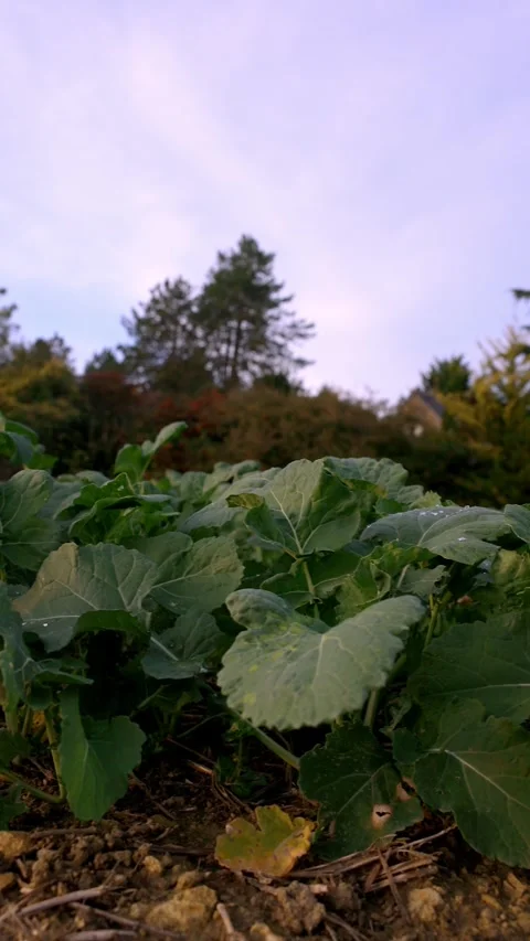 Rapeseed Field — Botanical Close Approach Stock Footage 320304512