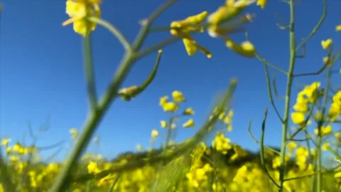 Rapeseed field, close up. Fast moving shot of yellow Rapeseed flowers. Stock Footage 243351532