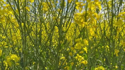 Rapeseed field close-up of flowers Stock Footage 242043860