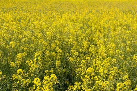 Rapeseed field close-up 库存照片