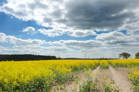 Rapeseed field, cloudy sky, forest in the background and tractor yard in the Stock Photos