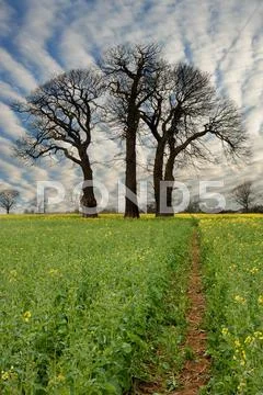Rapeseed field contryside landscape at sunset with dramatic sky Stock Photos