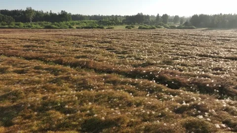 A rapeseed field decorated with spider webs 스톡 동영상 322892283