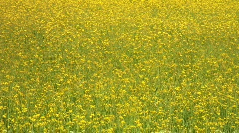 Rapeseed field (detail) Stock Footage 494426